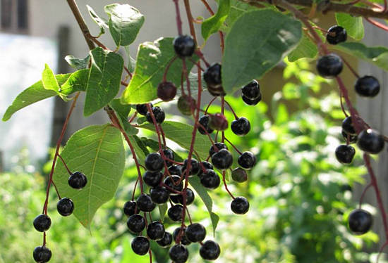 Черёмуха обыкновенная — полезные свойства и противопоказания