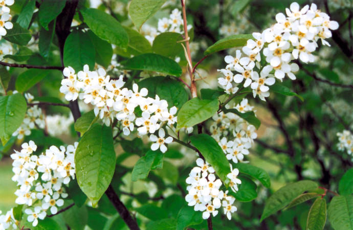 Черёмуха обыкновенная — полезные свойства и противопоказания