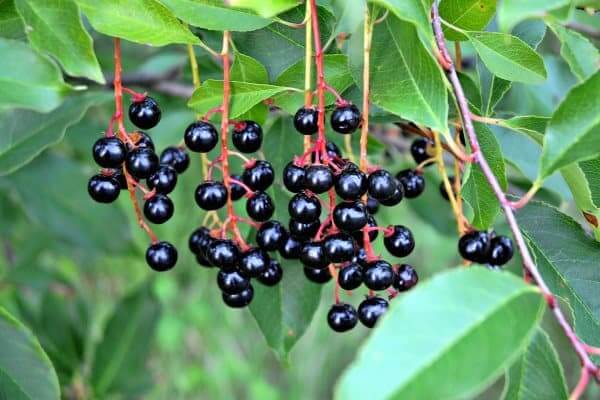 Черёмуха обыкновенная — полезные свойства и противопоказания