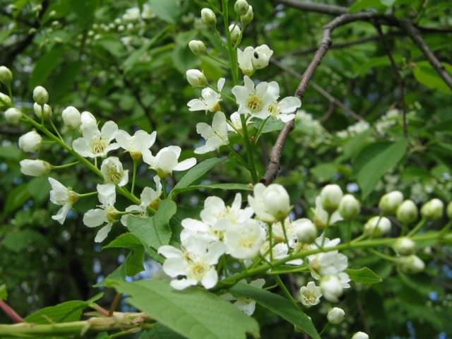 Черёмуха обыкновенная — полезные свойства и противопоказания
