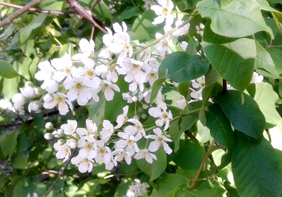 Черёмуха обыкновенная — полезные свойства и противопоказания