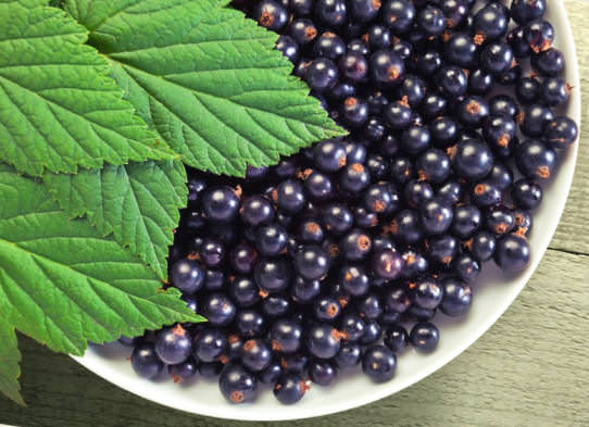 Черная смородина — полезные свойства и противопоказания, чай