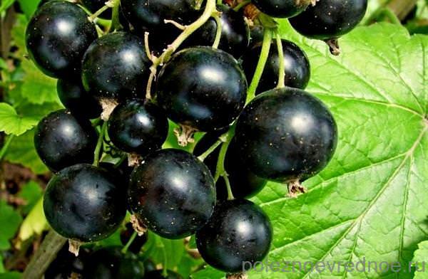 Черная смородина — полезные свойства и противопоказания, чай