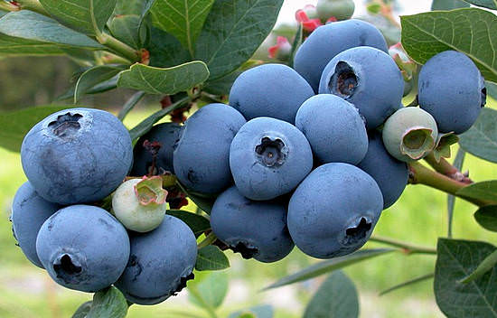 Черника: полезные свойства и противопоказания ягоды — антисептика