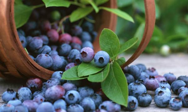 Черника: полезные свойства и противопоказания ягоды — антисептика