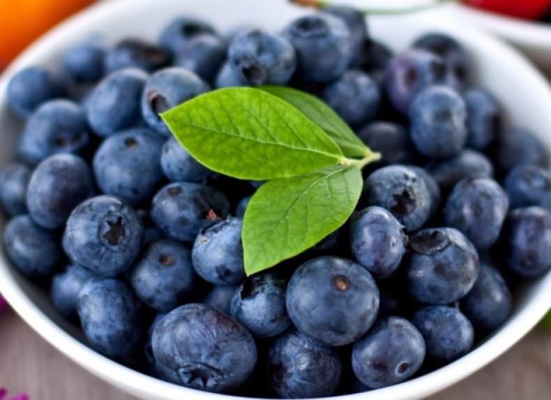 Черника: полезные свойства и противопоказания ягоды — антисептика