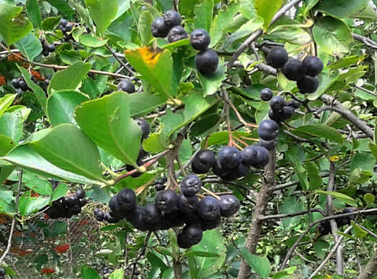 Черноплодная рябина: лечебные свойства и противопоказания аронии