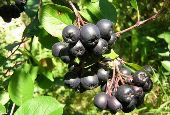 Черноплодная рябина: лечебные свойства и противопоказания аронии