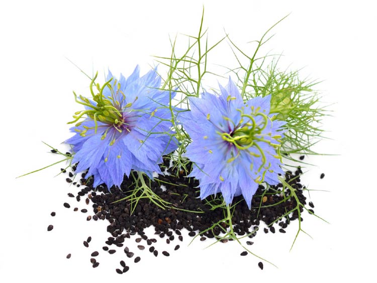 Черный тмин – полезные свойства и противопоказания, применение семян и масла