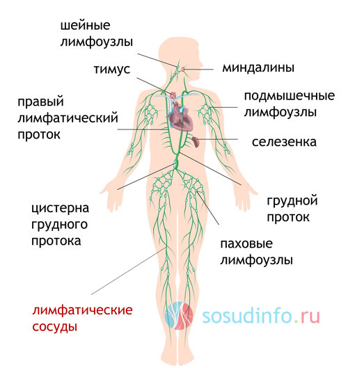 Что такое лимфангит: формы заболевания, провоцирующие факторы, сопутствующие симптомы, диагностика и способы лечения