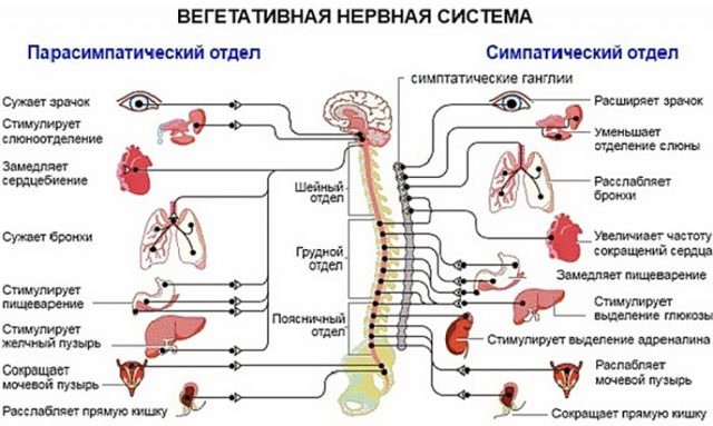 Что такое вегетатика у человека и как с ней справится