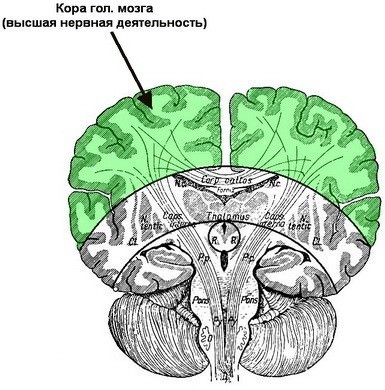 Что такое вегетатика у человека и как с ней справится