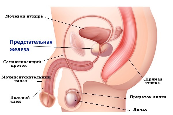 Цинк в организме человека: роль цинка, признаки недостатка цинка в организме