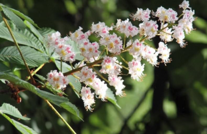 Цветки каштана применение в народной медицине