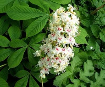 Цветки каштана применение в народной медицине