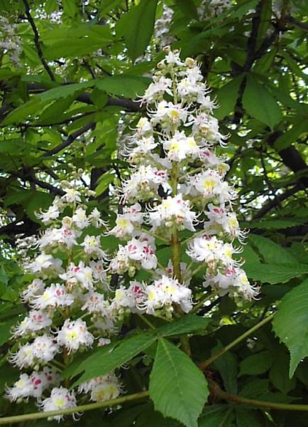 Цветки каштана применение в народной медицине