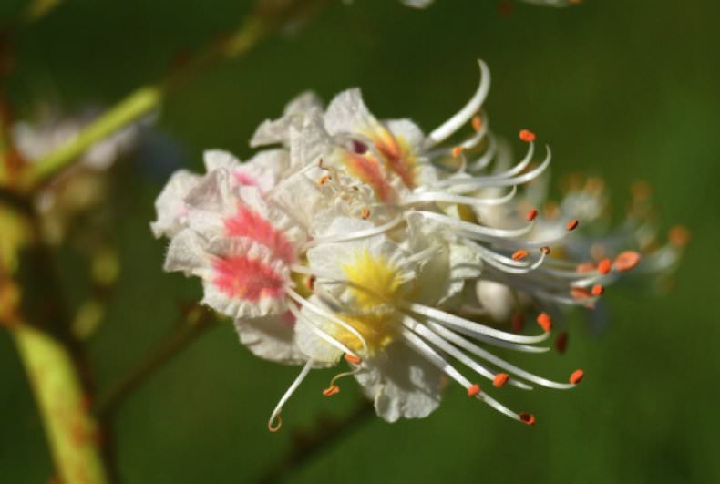 Цветки каштана применение в народной медицине