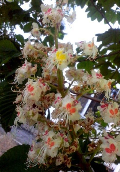 Цветки каштана применение в народной медицине