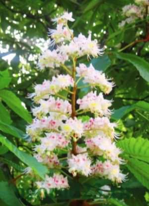 Цветки каштана применение в народной медицине