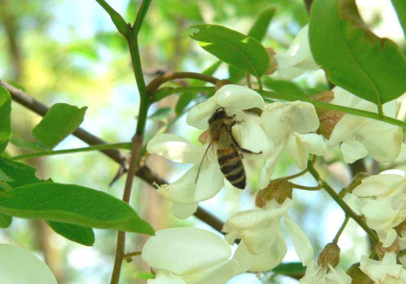 Цветы акации — лечебные свойства и противопоказания, акациевый мед, применение