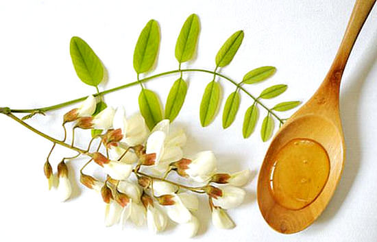 Цветы акации — лечебные свойства и противопоказания, акациевый мед, применение