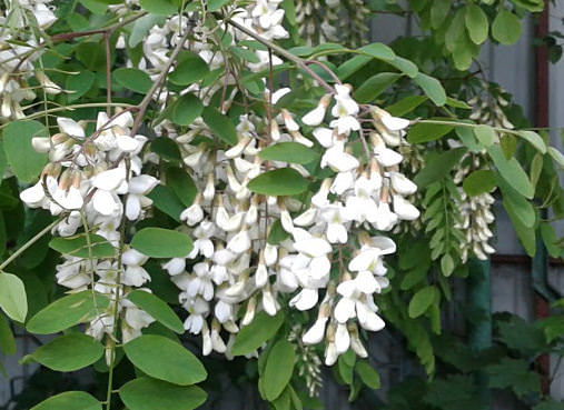 Цветы акации — лечебные свойства и противопоказания, акациевый мед, применение