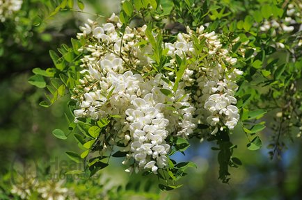 Цветы акации — лечебные свойства и противопоказания, акациевый мед, применение