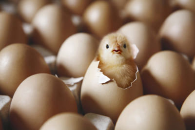 Цыплята – маленькие и подросшие, живые и мертвые. К чему они снятся и что предвещают?