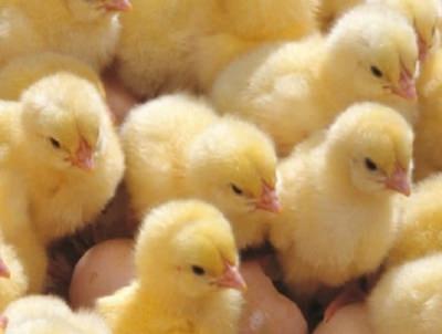 Цыплята – маленькие и подросшие, живые и мертвые. К чему они снятся и что предвещают?