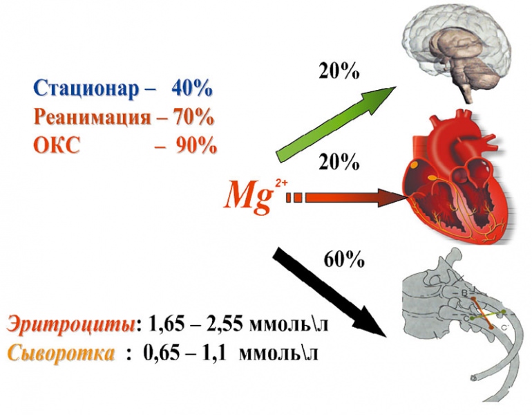 Дефицит магния снижает устойчивость к стрессу