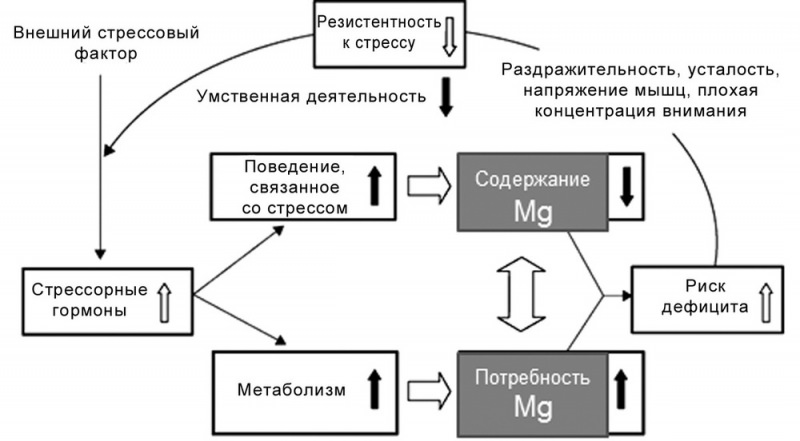 Дефицит магния снижает устойчивость к стрессу