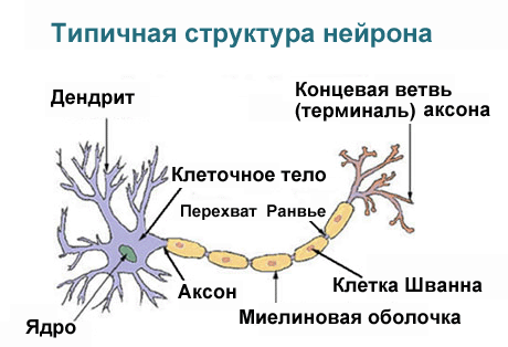 Дендрит, аксон и синапс, строение нервной клетки