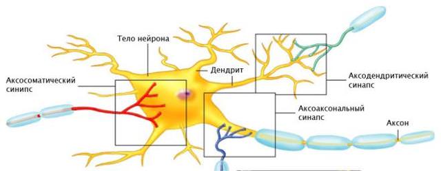 Дендрит, аксон и синапс, строение нервной клетки