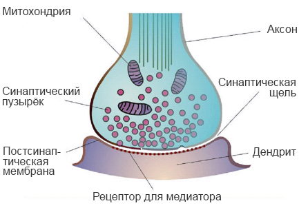 Дендрит, аксон и синапс, строение нервной клетки