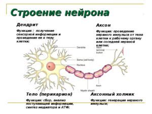 Дендрит, аксон и синапс, строение нервной клетки