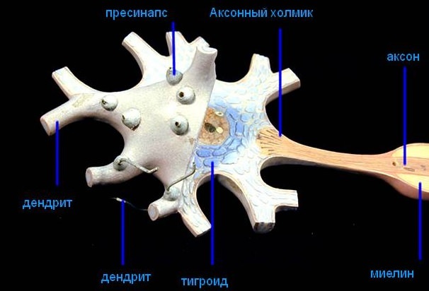 Дендрит, аксон и синапс, строение нервной клетки