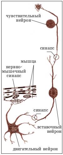 Дендрит, аксон и синапс, строение нервной клетки