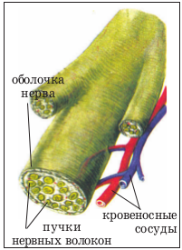 Дендрит, аксон и синапс, строение нервной клетки