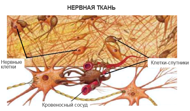 Дендрит, аксон и синапс, строение нервной клетки