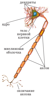 Дендрит, аксон и синапс, строение нервной клетки