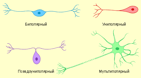 Дендрит, аксон и синапс, строение нервной клетки