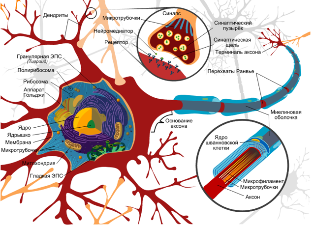 Дендрит, аксон и синапс, строение нервной клетки