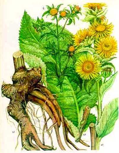 Девясил &mdash; лечебные свойства девясила и противопоказания, волшебство очищения