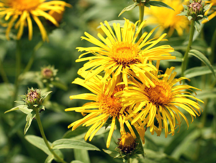 Девясил &mdash; лечебные свойства девясила и противопоказания, волшебство очищения