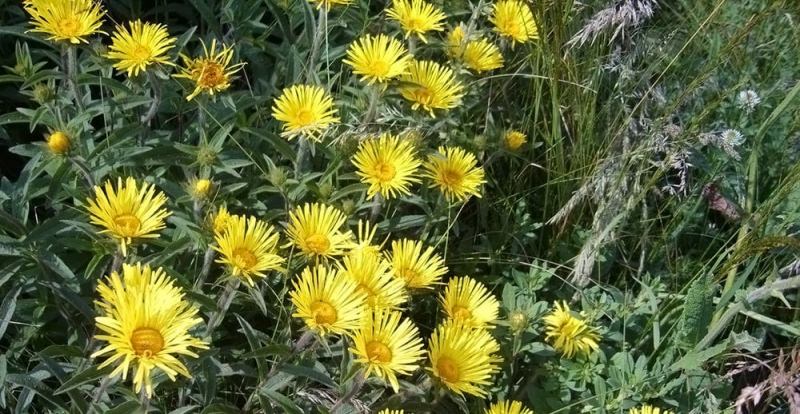 Девясил &mdash; лечебные свойства девясила и противопоказания, волшебство очищения