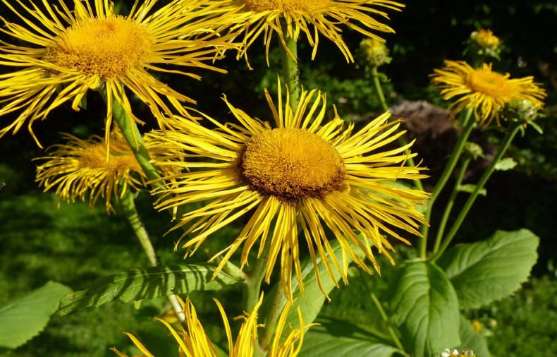 Девясил &mdash; лечебные свойства девясила и противопоказания, волшебство очищения