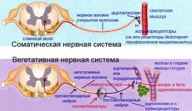 Диабетическая нейропатия, ее симптомы и лечение