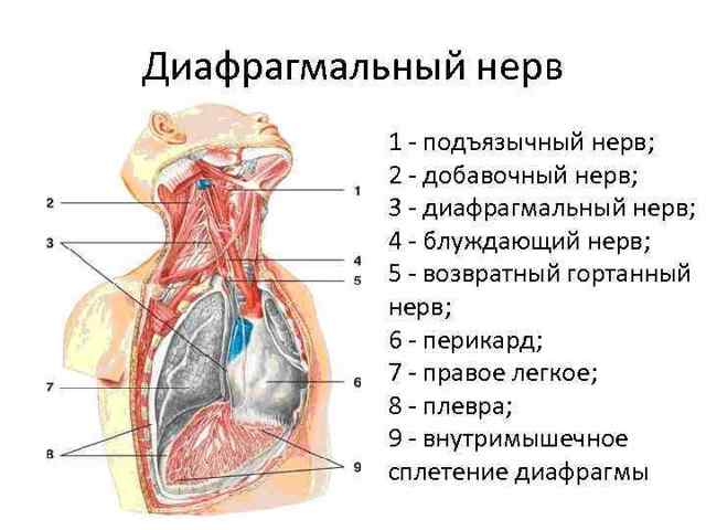 Диафрагмальный нерв, большой затылочный и ушной, анатомия