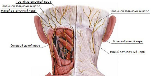 Диафрагмальный нерв, большой затылочный и ушной, анатомия