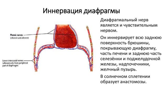 Диафрагмальный нерв, большой затылочный и ушной, анатомия